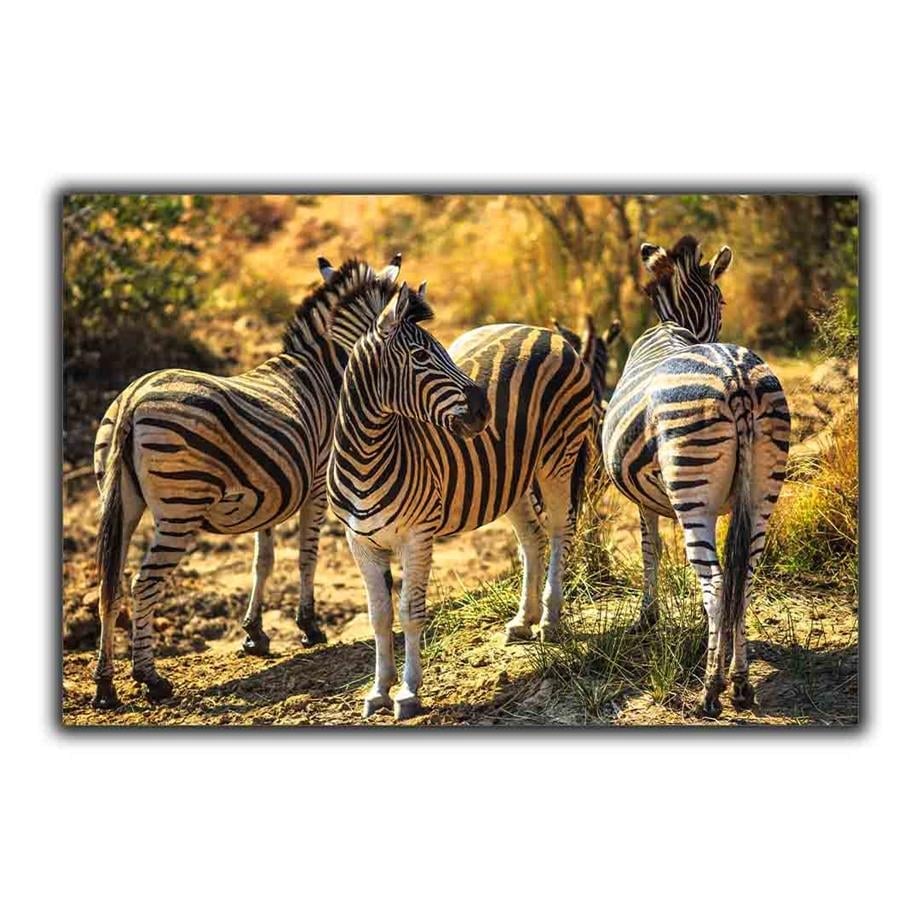 ÜÇ AFRİKA ZEBRASI KANVAS TABLO ürününe, KANVAS TABLOLAR kategorisinden hemen satın alabilirsiniz.