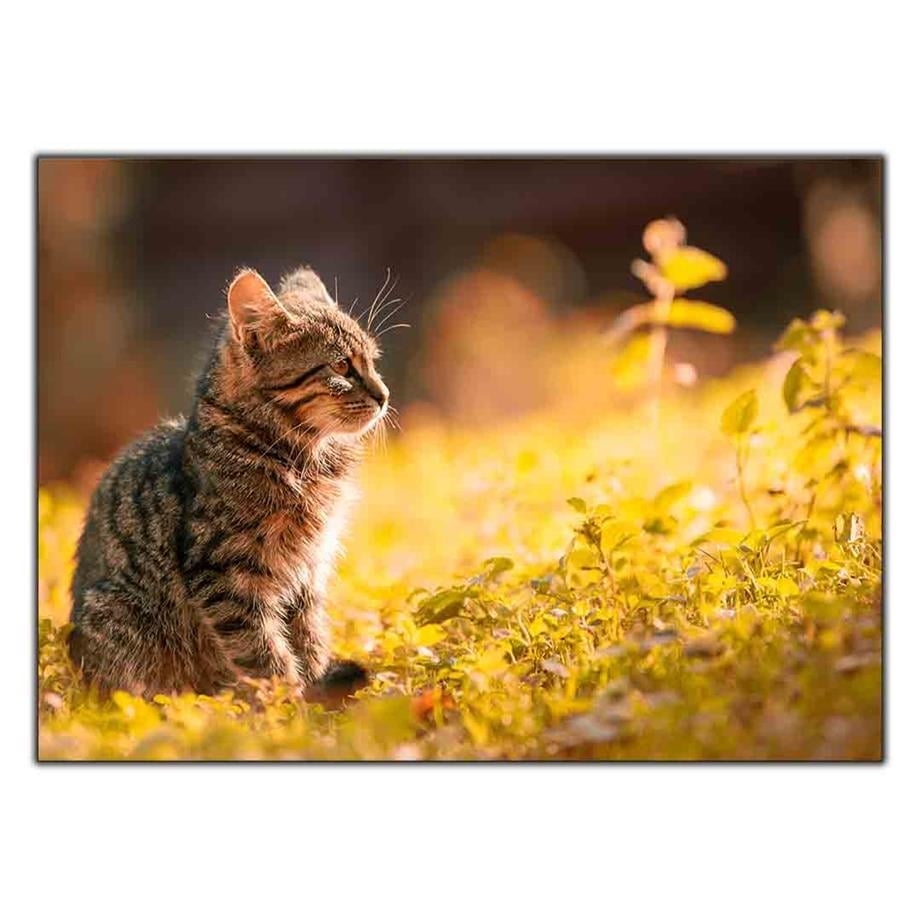 YAVRU TEKİR KEDİ KANVAS TABLO ürününe, KANVAS TABLOLAR kategorisinden hemen satın alabilirsiniz.