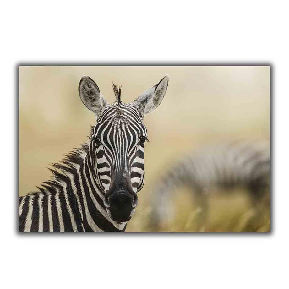 ZEBRA KANVAS TABLO ürününe, KANVAS TABLOLAR kategorisinden hemen satın alabilirsiniz.