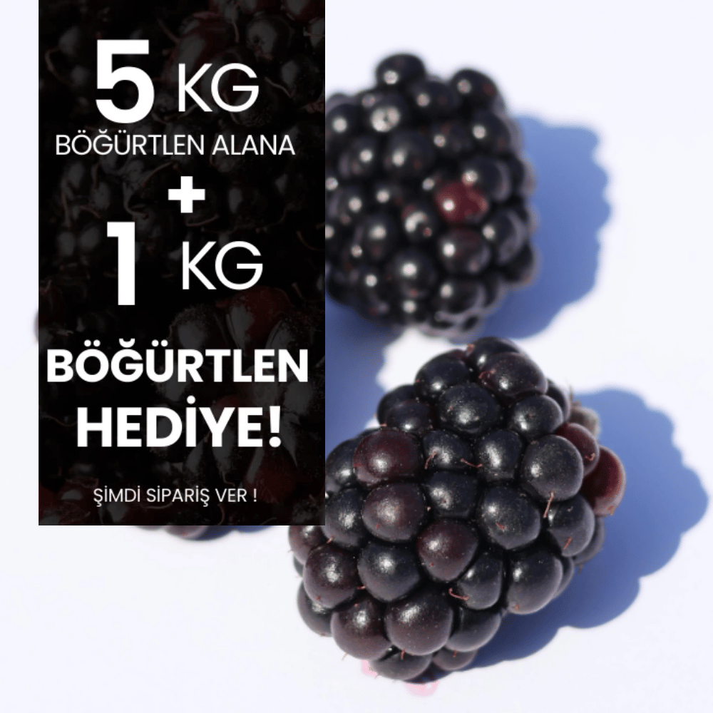 5 kg Böğürtlen Alana 1 kg HediyeMeyve Sebze