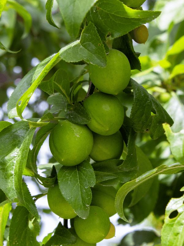 Erik (Ağustos Papazı)