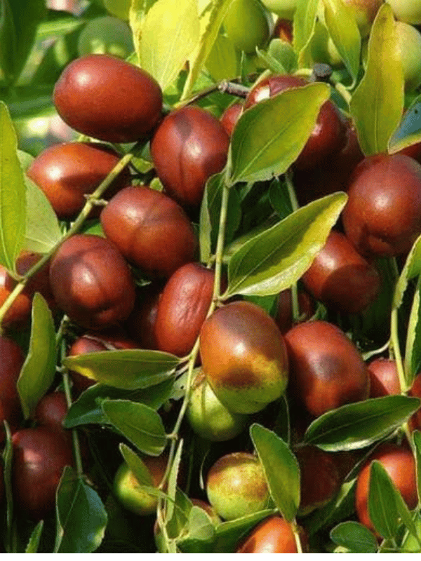 Taze Hünnap (Aşısız)