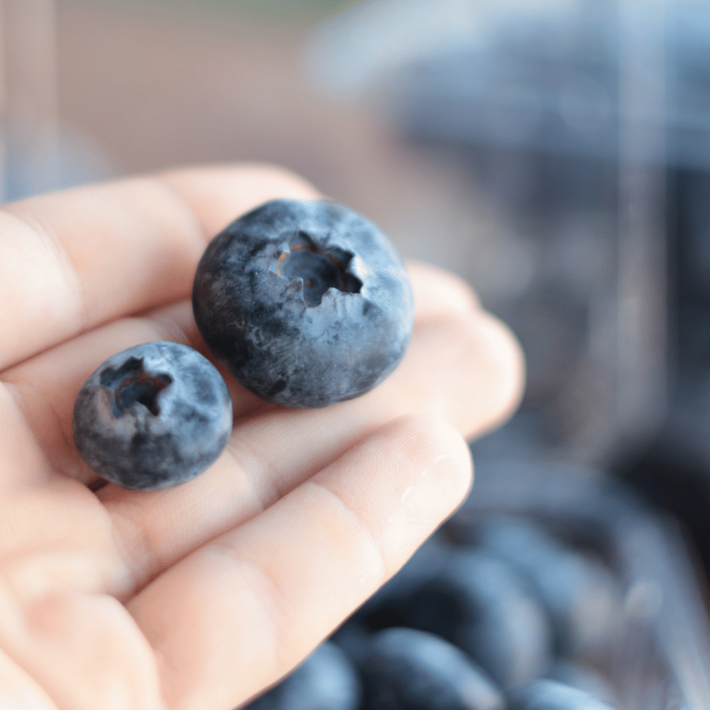 Yerli Extra Jumbo Yaban Mersini (Blueberry)Yaban Mersini ve Orman Meyveleri