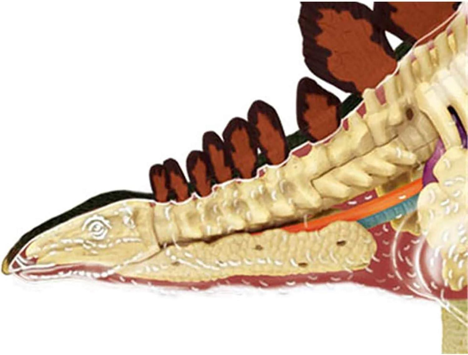 4d Master Vision Anatomi Modeli - Stegosaurus Dinozor
