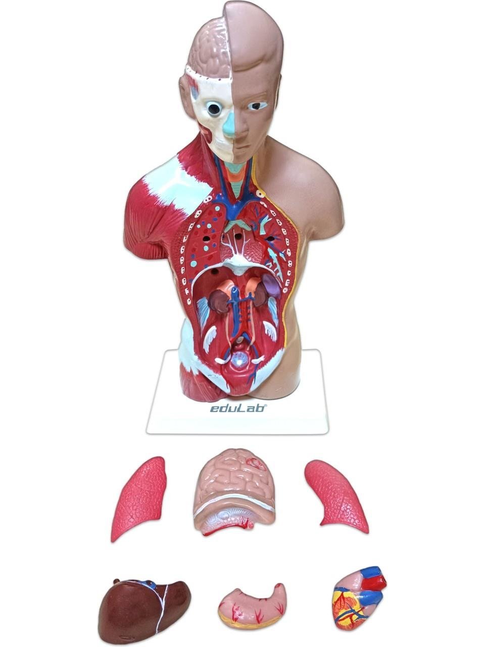 İnsan Vücudu Küçük 28 cm 8 parçadan oluşan eğitici oyuncak Sök tak, tak çıkar insan anatomisi, insan vücudu