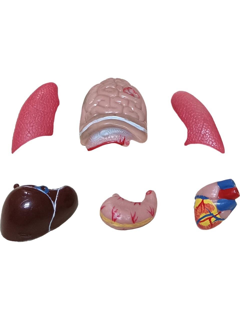 İnsan Vücudu Küçük 28 cm 8 parçadan oluşan eğitici oyuncak Sök tak, tak çıkar insan anatomisi, insan vücudu