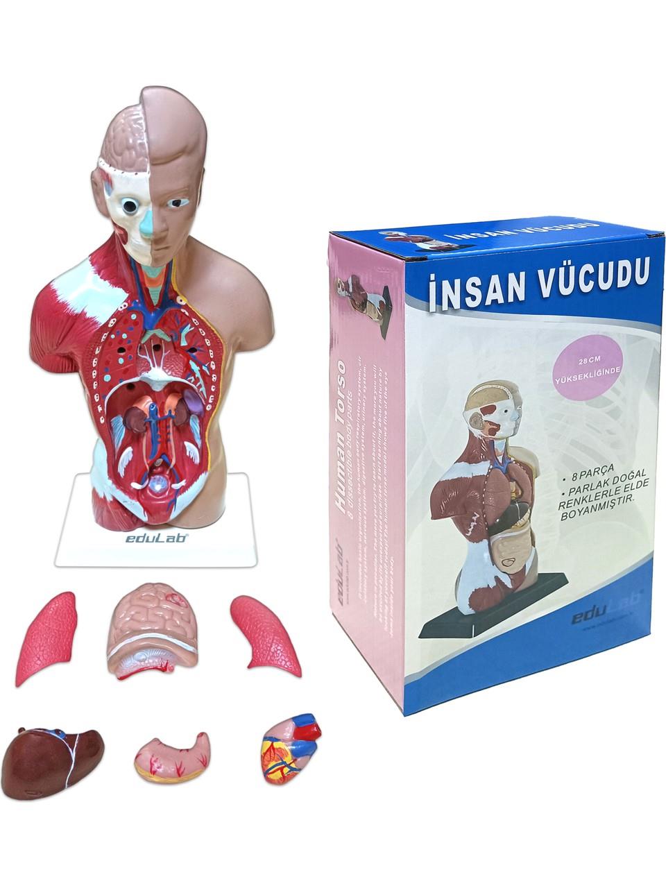 İnsan Vücudu Küçük 28 cm 8 parçadan oluşan eğitici oyuncak Sök tak, tak çıkar insan anatomisi, insan vücudu