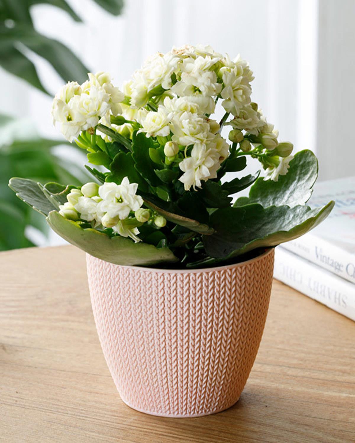 Braiding Саксия Пластмаса 0,5 л Пудра