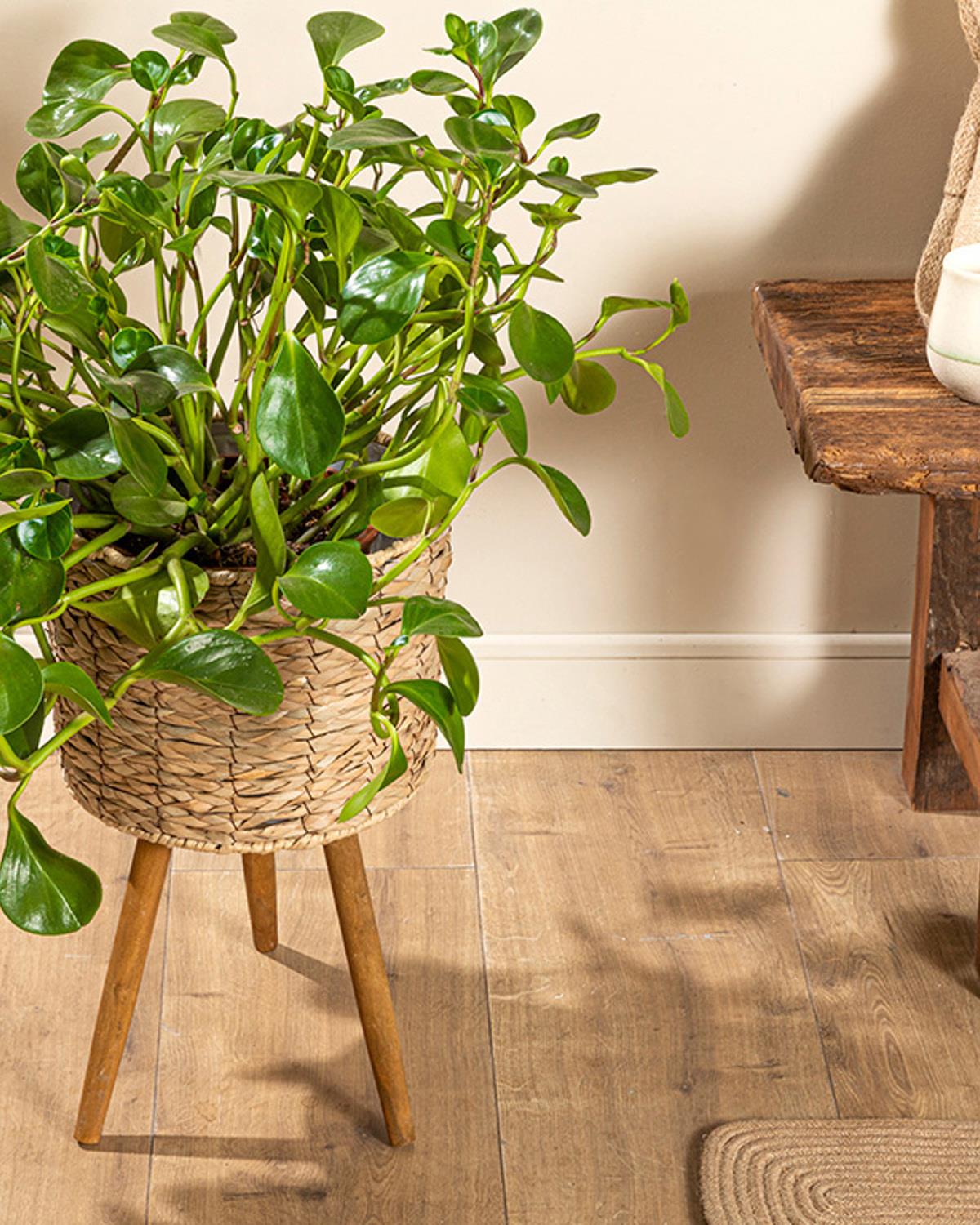 Natural Shape Саксия 27x27x46 см Кафяв