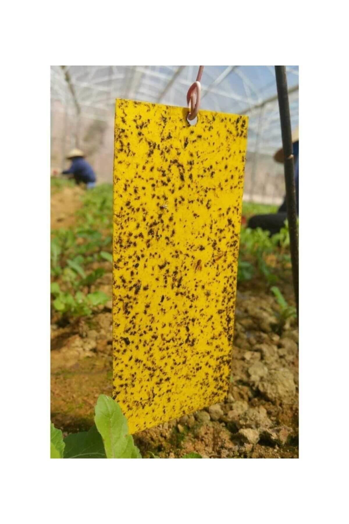 Grow Wizard Sarı Yapışkan Tuzak 10'lu Paket