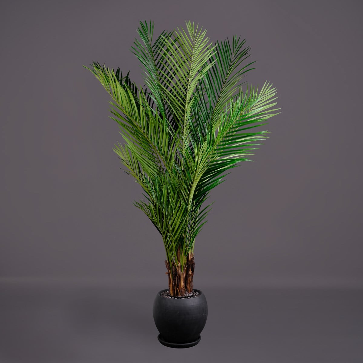 ARECA PALM AĞAÇ