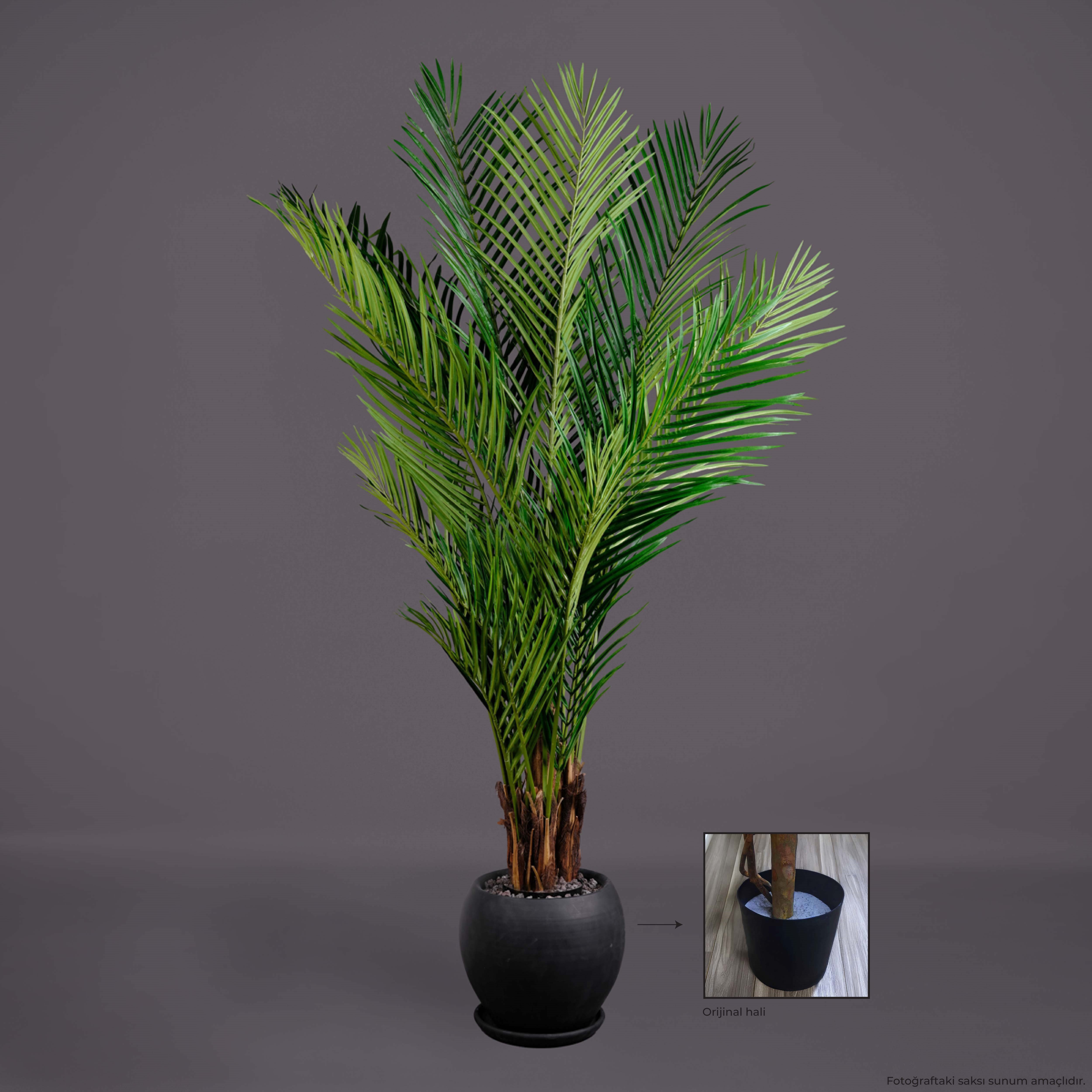 ARECA PALM AĞAÇ
