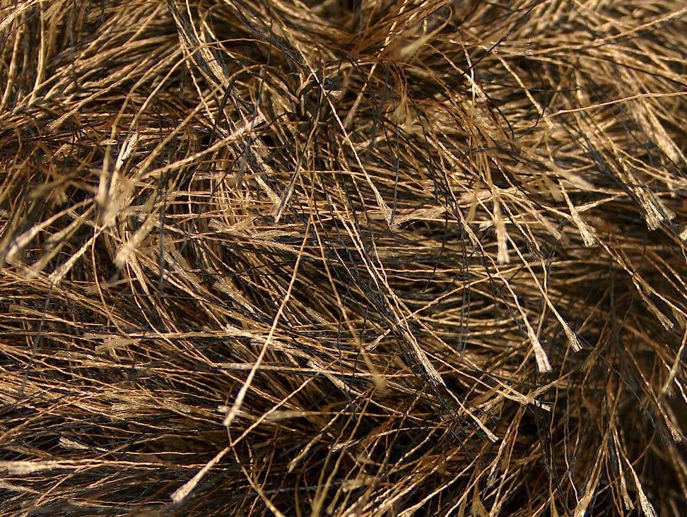 Long Eyelash Black, Camel