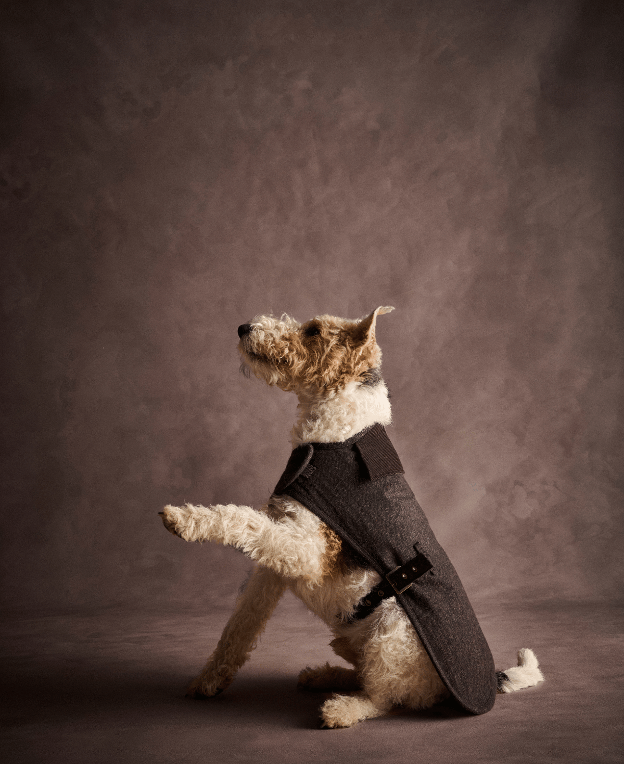 Barbour Barlow Tweed Köpek Montu