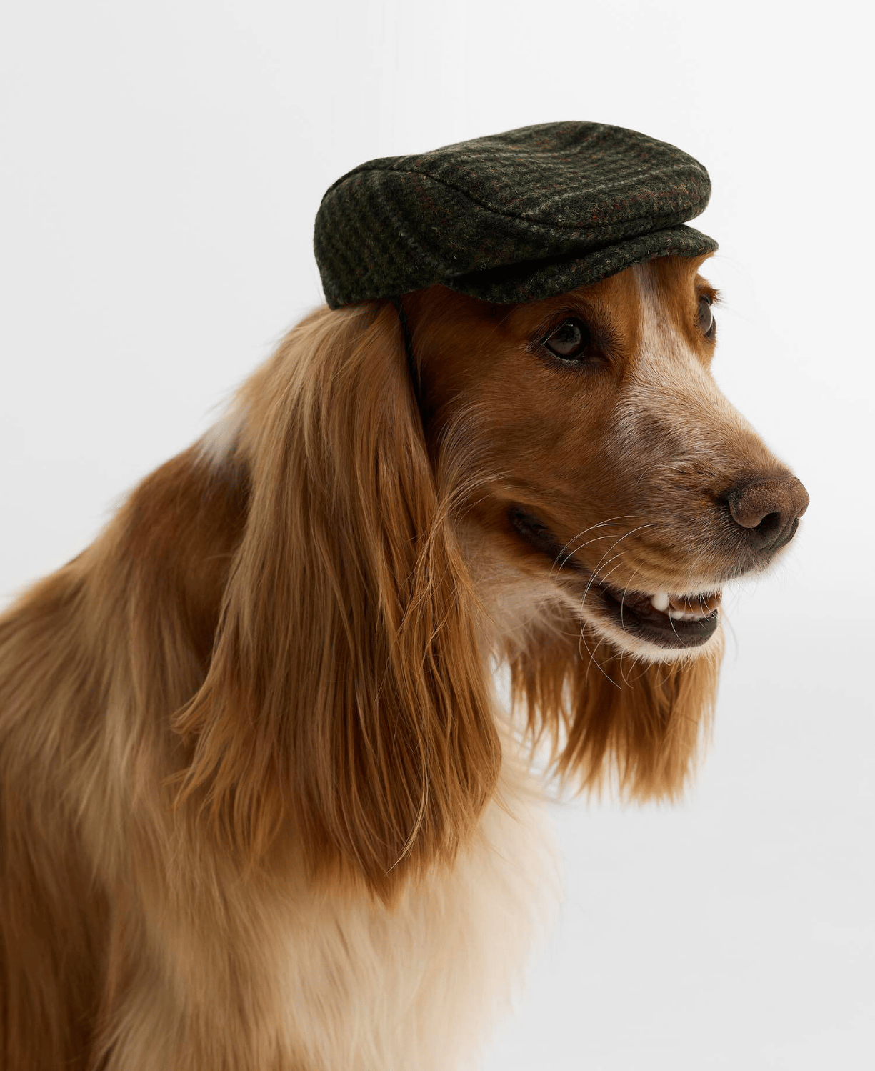 Barbour Dogs Wilkin Köpek Şapka