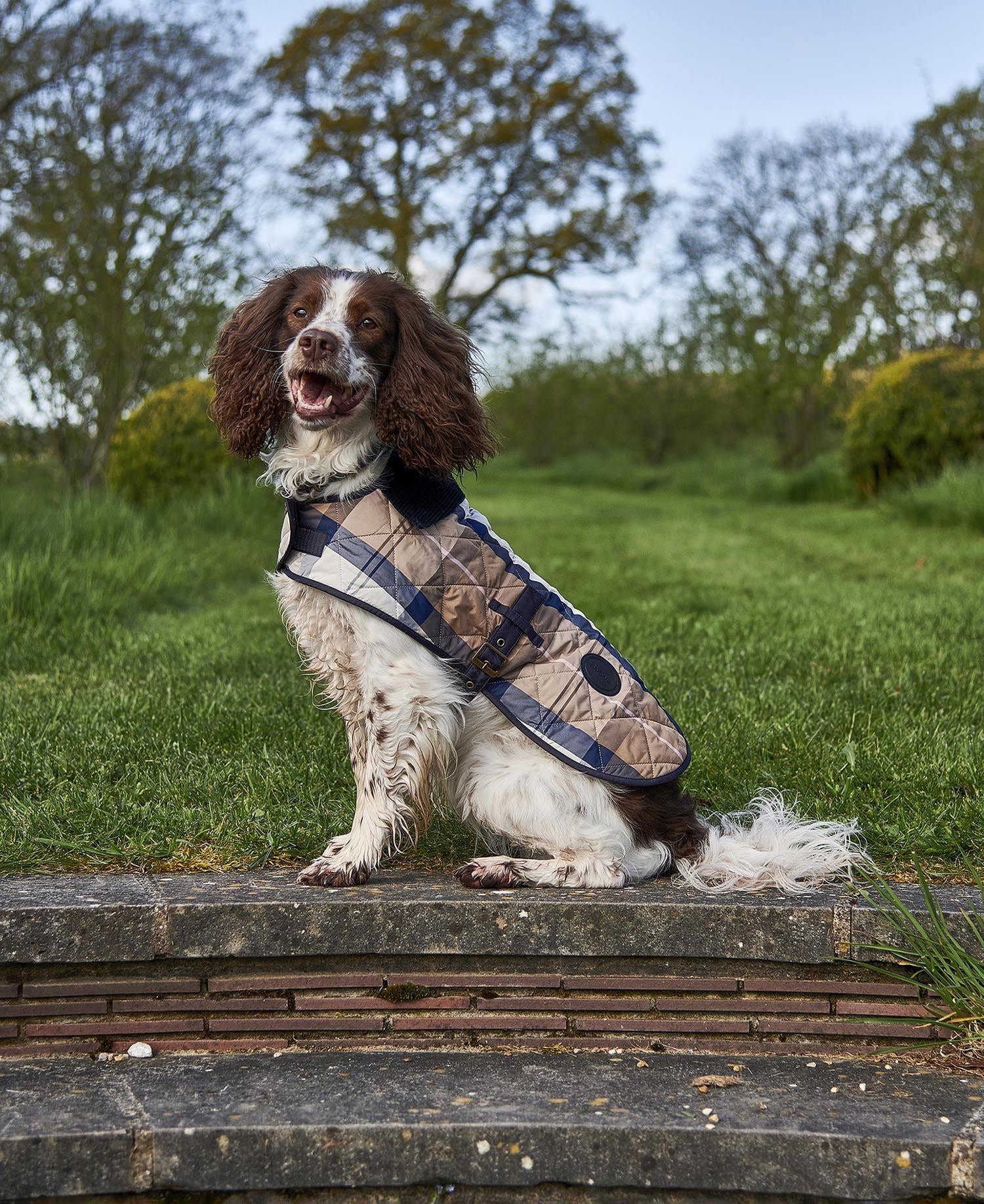 Barbour Ekose Köpek Montu