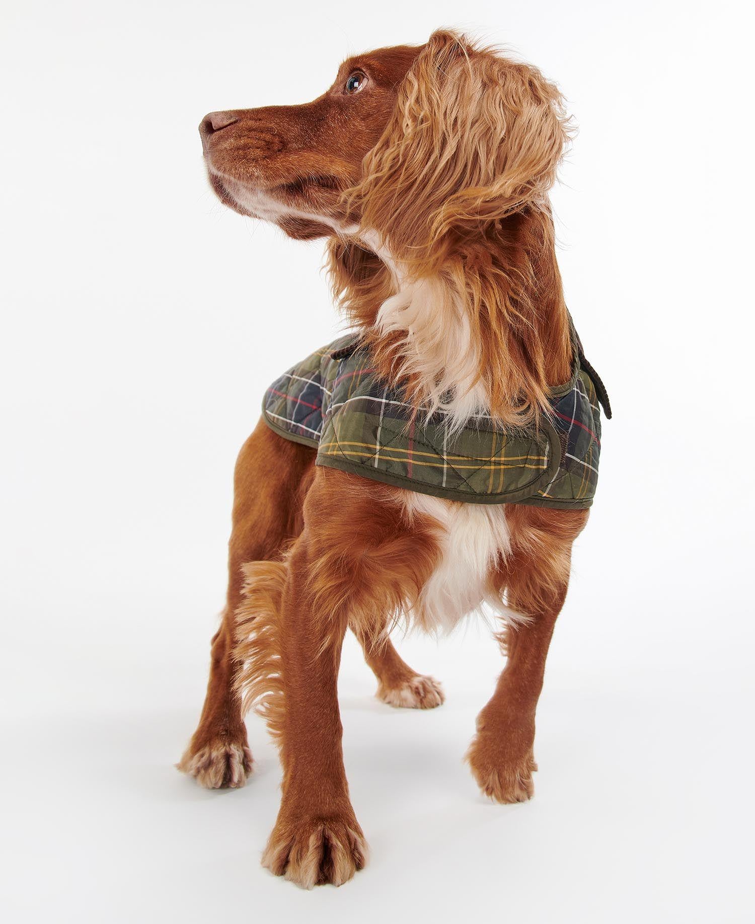 Barbour Ekose Köpek Montu