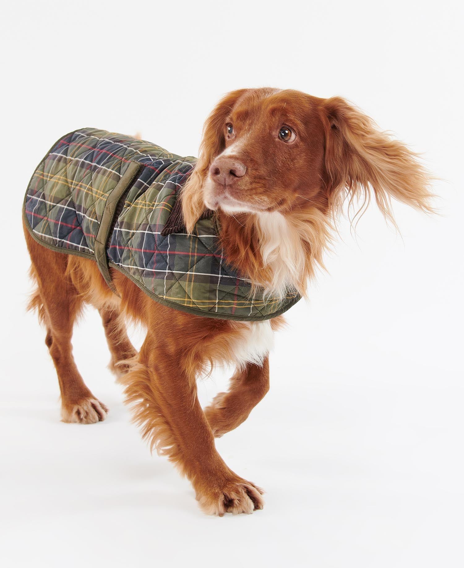 Barbour Ekose Köpek Montu