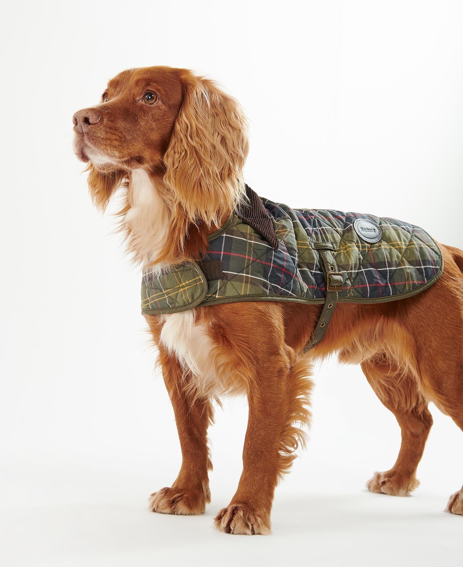 Barbour Ekose Köpek Montu