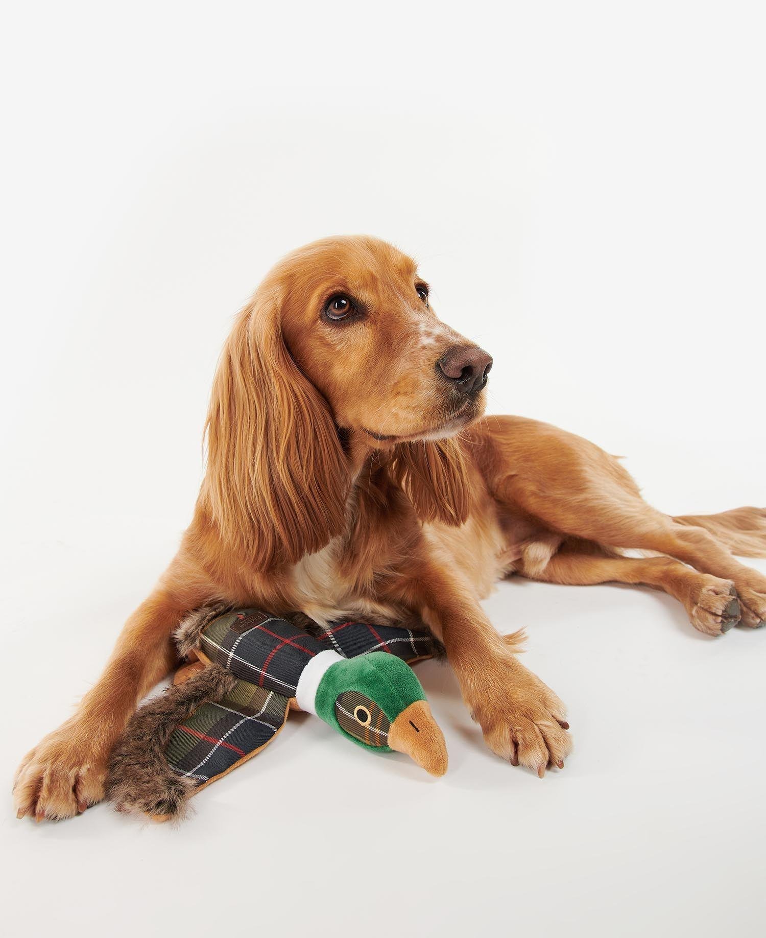 Barbour Köpek Oyuncağı