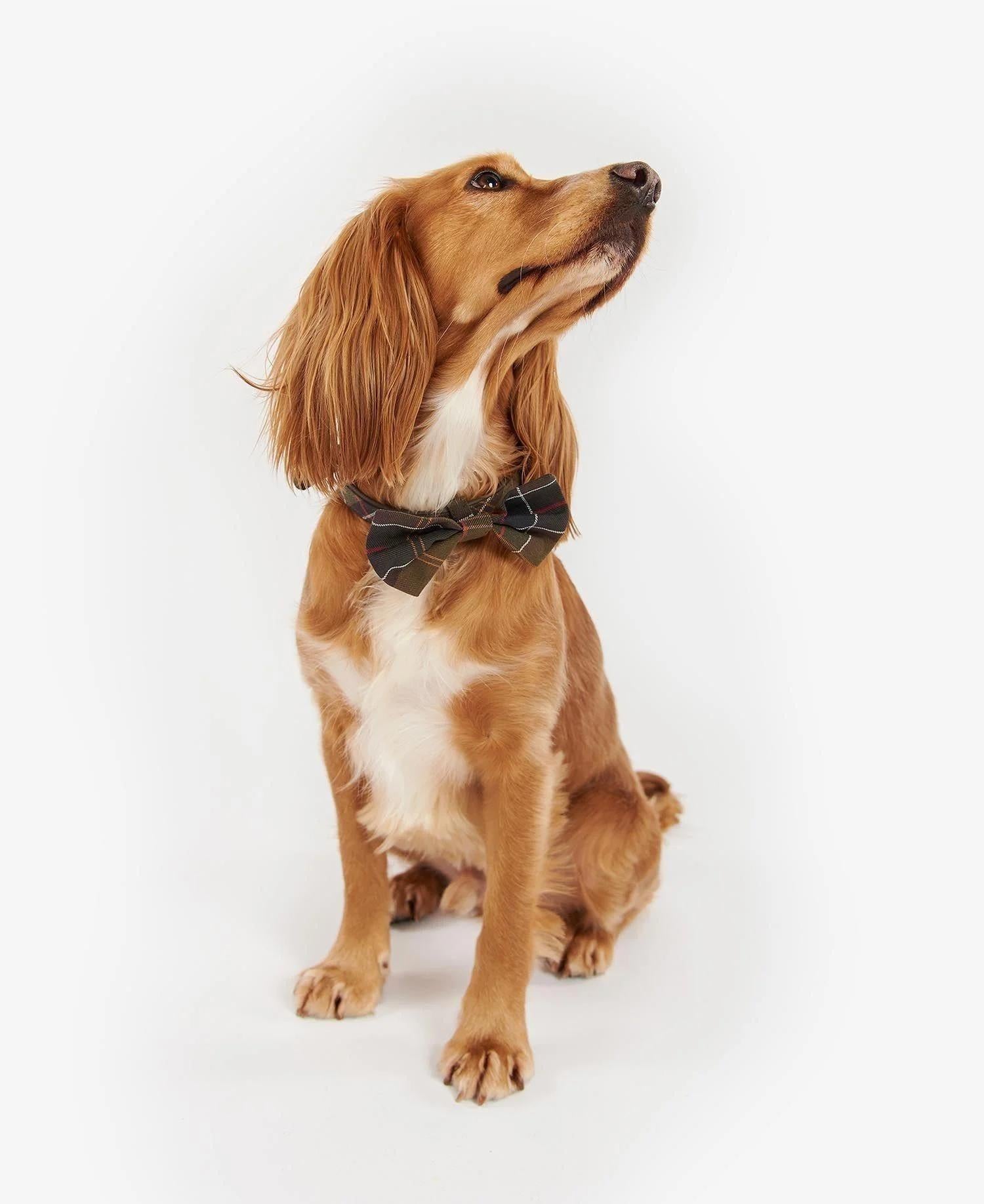 Barbour Tartan Köpek Papyonu