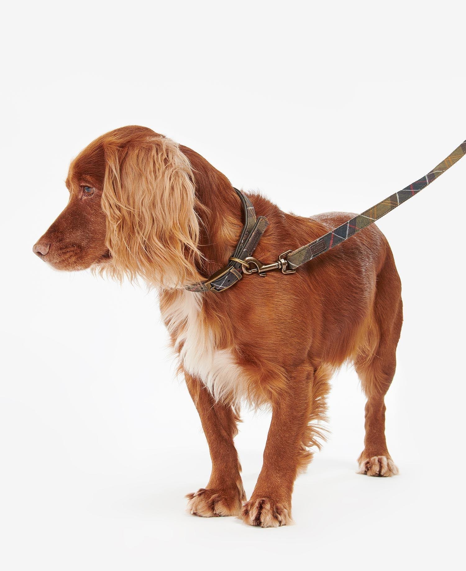 Barbour Tartan/Webbing Köpek Tasma Kayışı