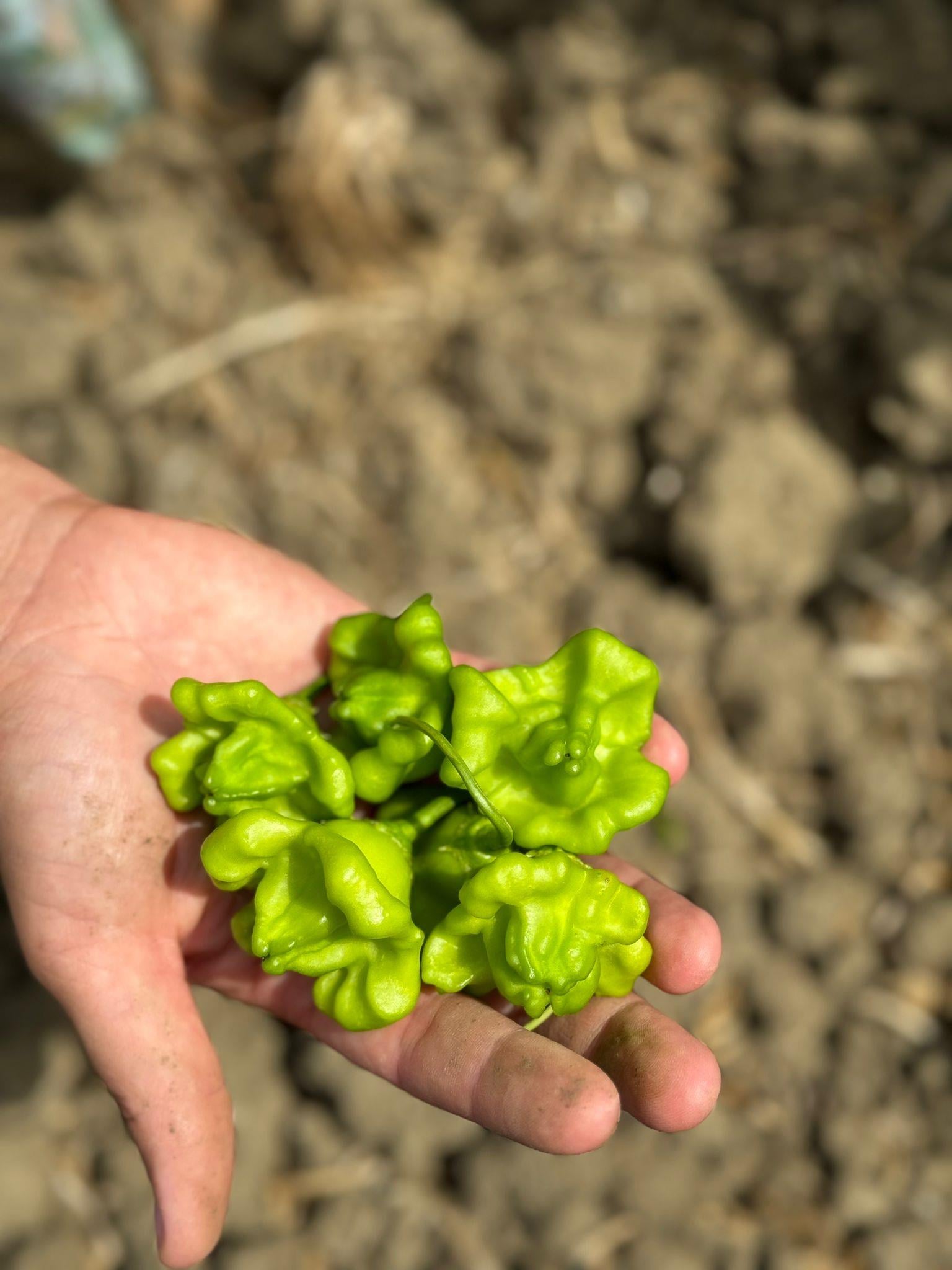 Acı Gül Biber 100gr