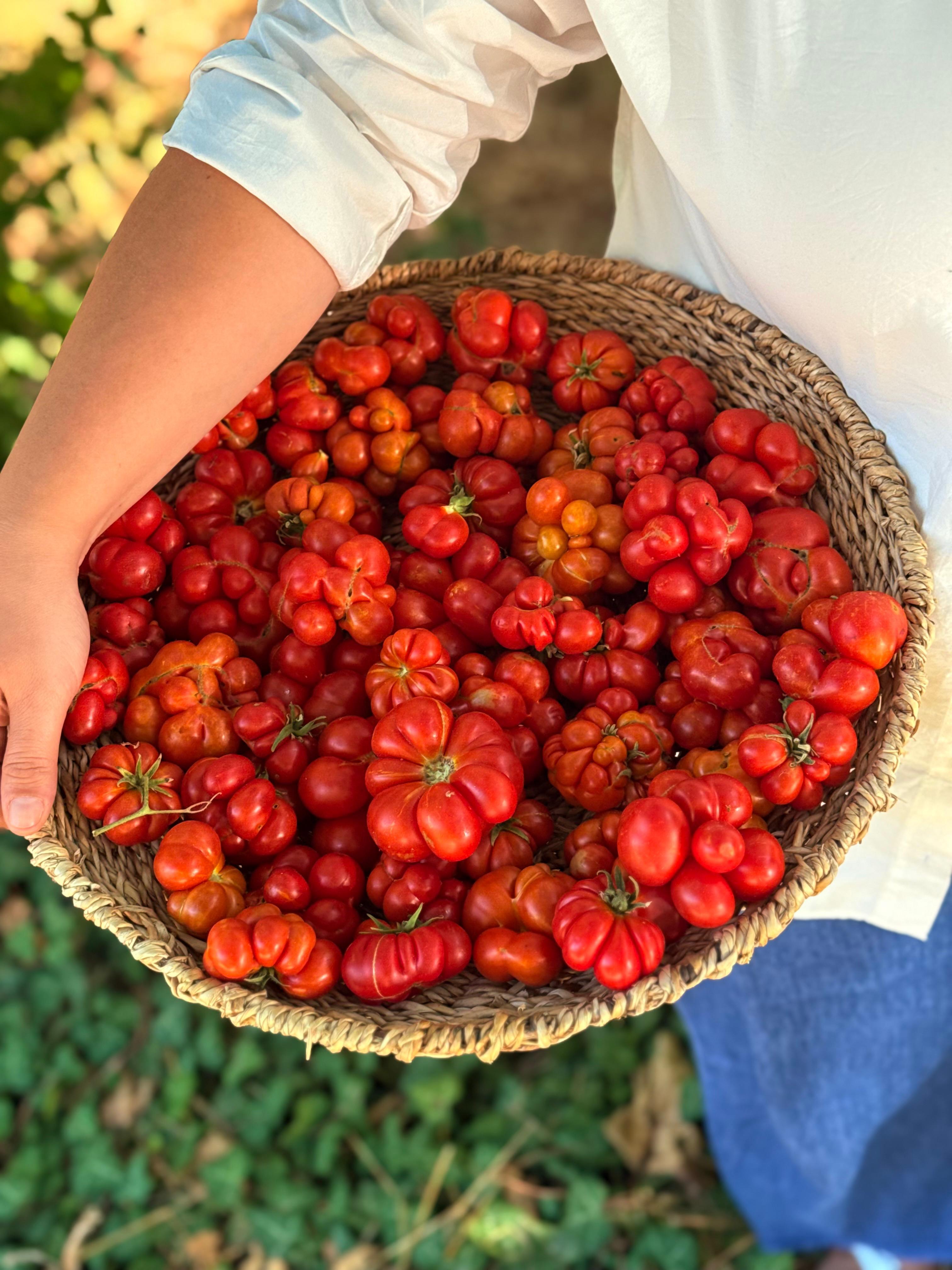 Kırmızı Yolcu Domates 400 gr