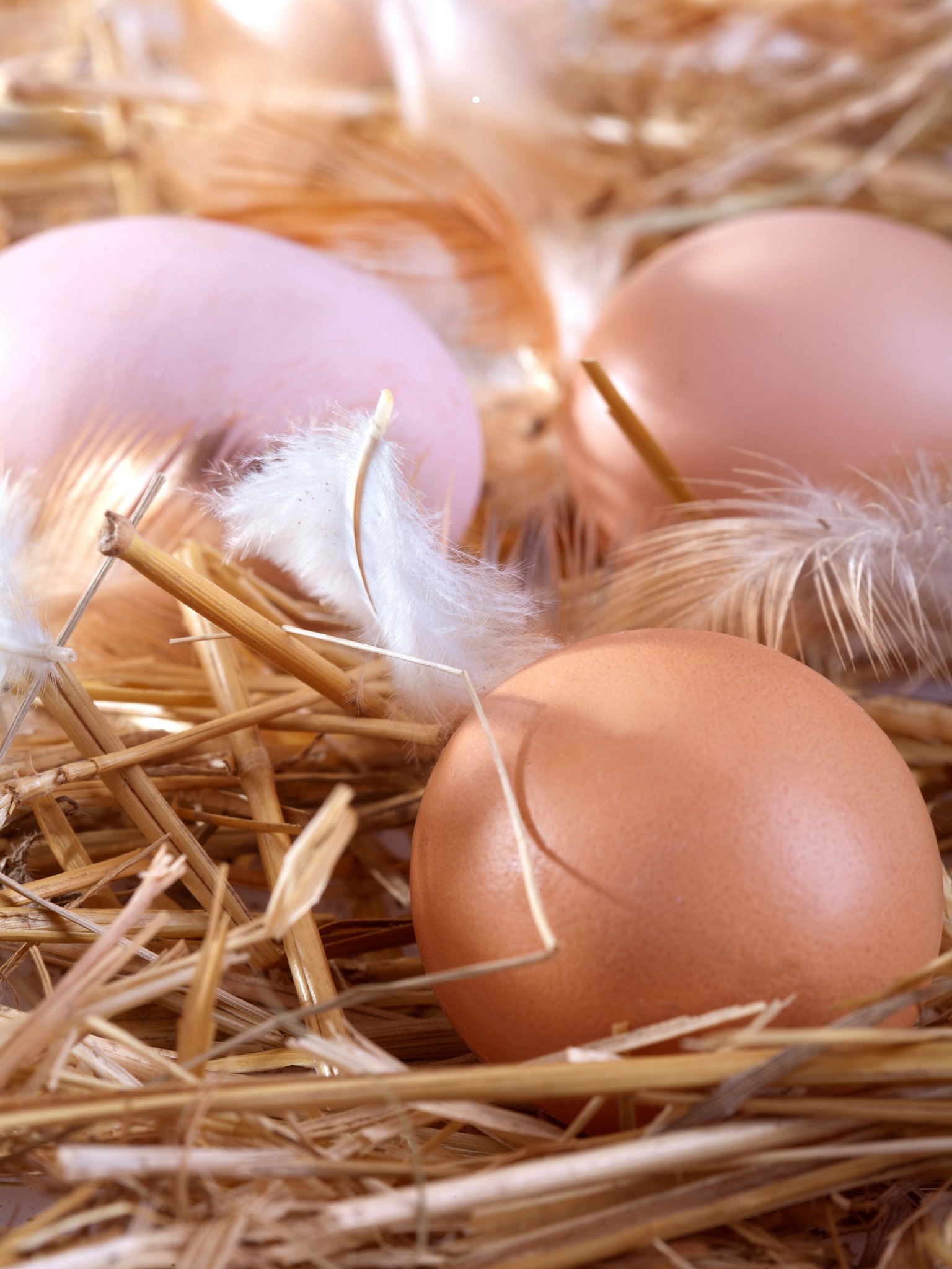 Organik Yumurta  10 Adet - 1Paket