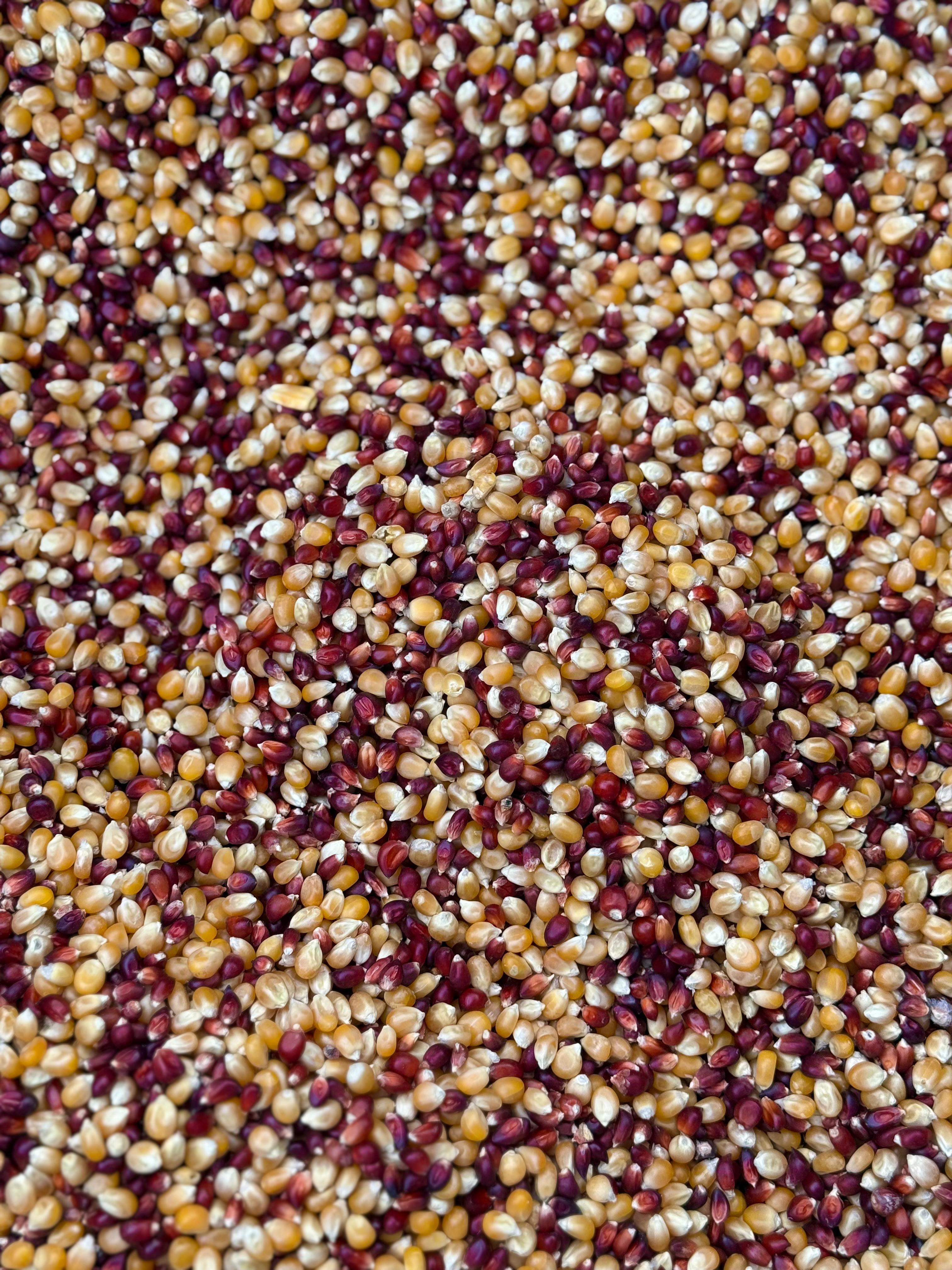 Renkli Patlatmalık Mısır 250 gr