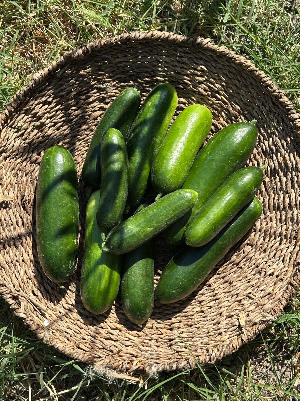 Salatalık 1 Kg