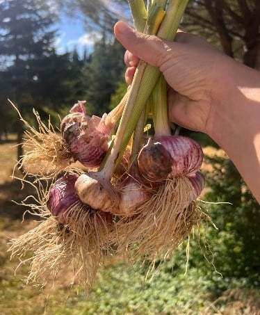 sarımsak 500 gr