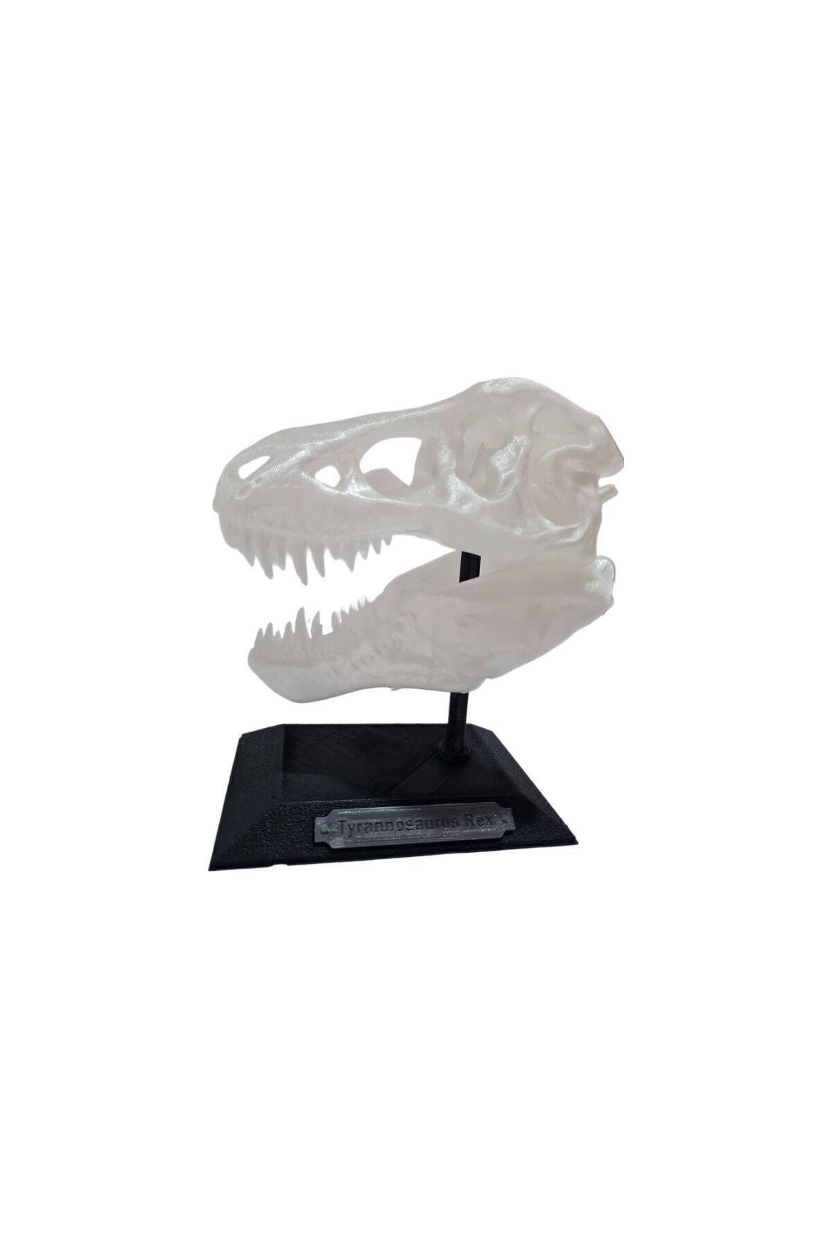 Gece Parlayan Fosforlu T-rex Dinozor Iskeleti Kafatası Standı