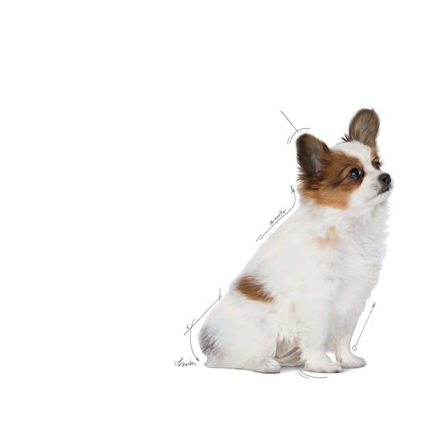 X-small Puppy