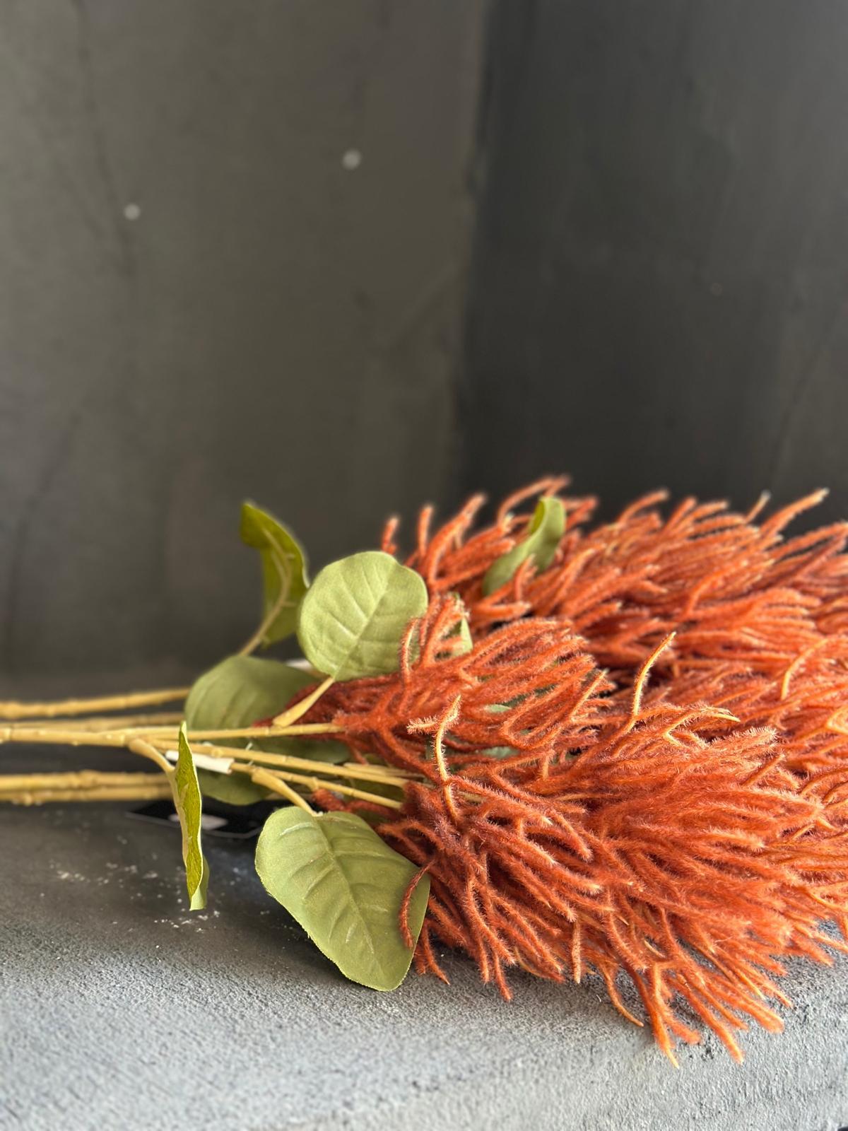 AUTUMUN SMOKE BUSH 70 CM