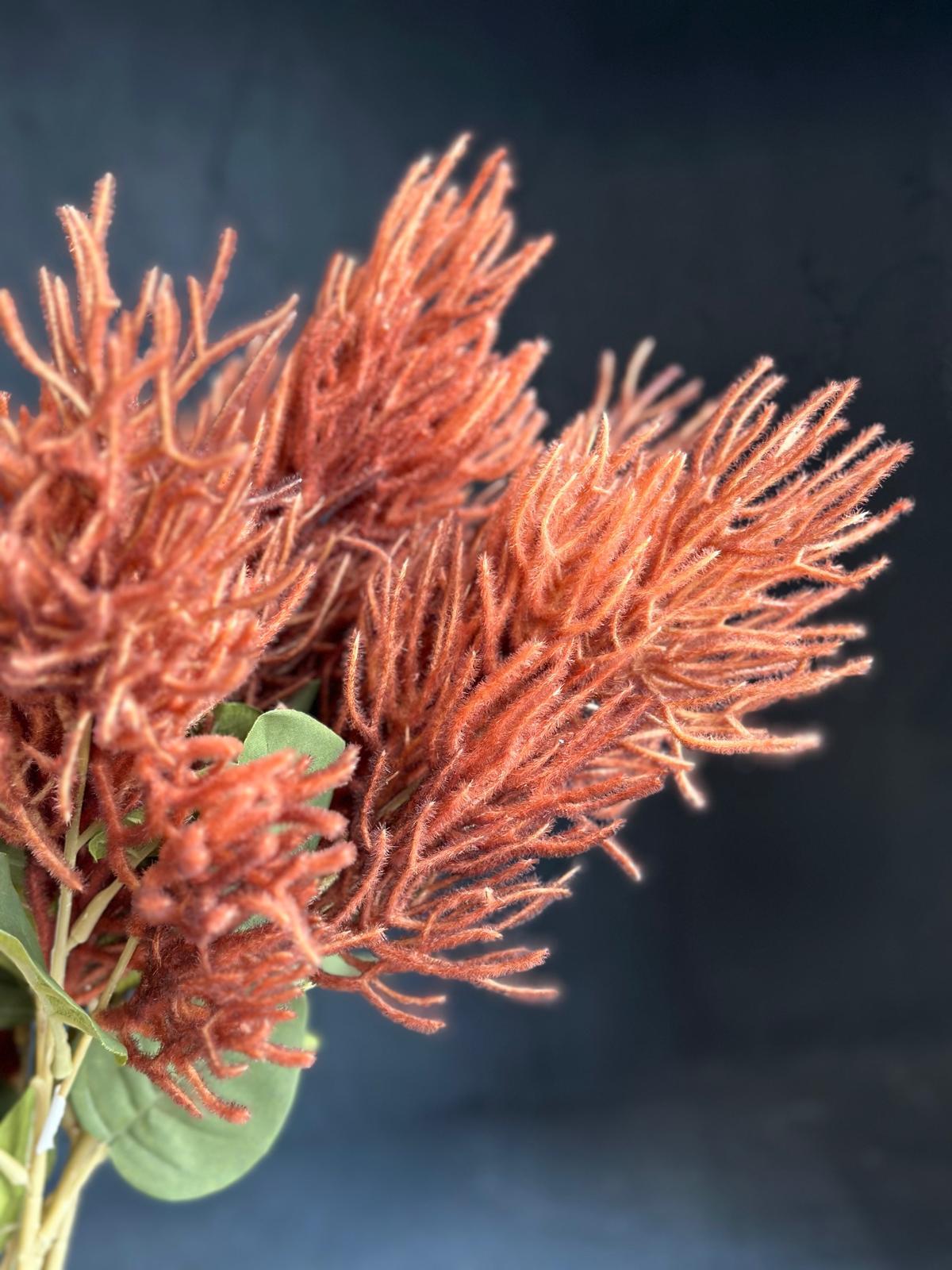 AUTUMUN SMOKE BUSH 70 CM