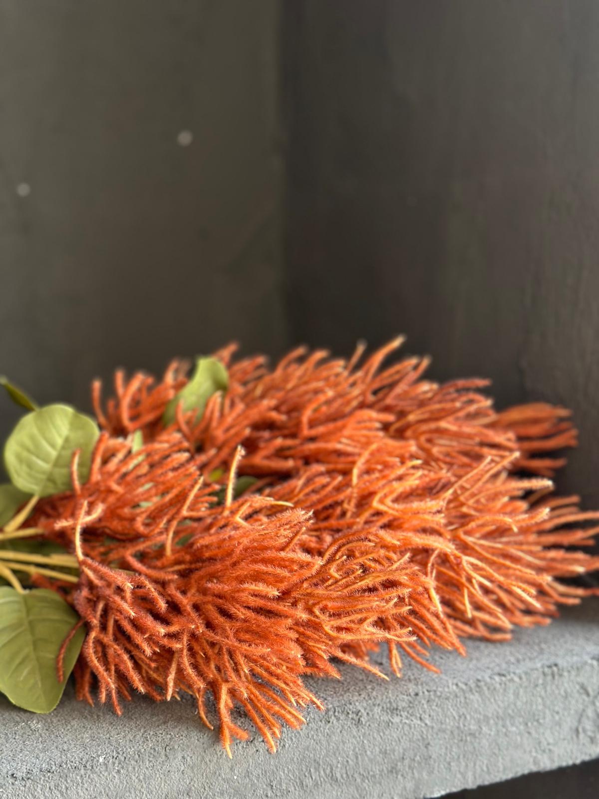 AUTUMUN SMOKE BUSH 70 CM