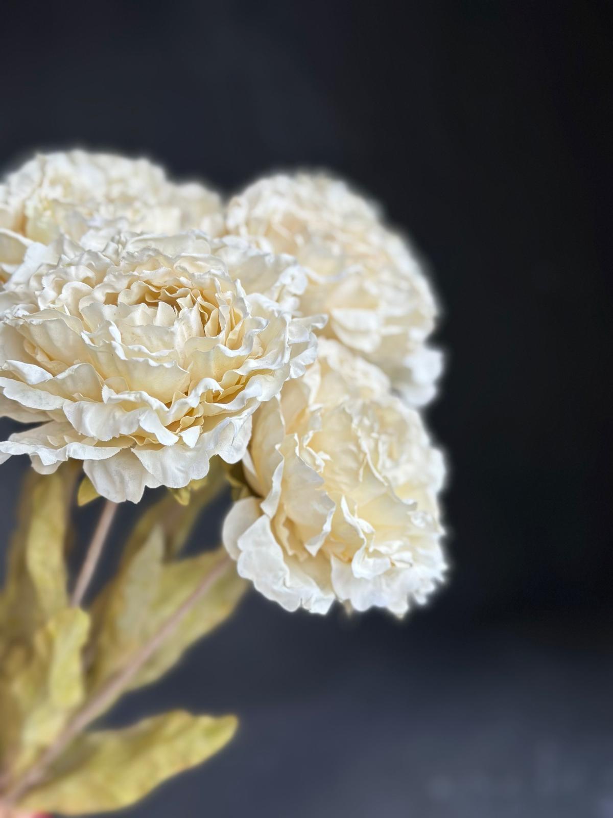 DRY PEONY 63 CM (CREAM)