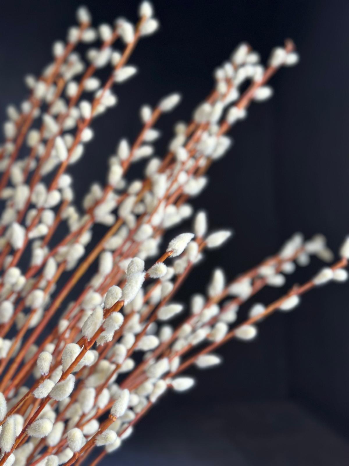 PUSSY WILLOW SPRAY 114 CM (CREAM)