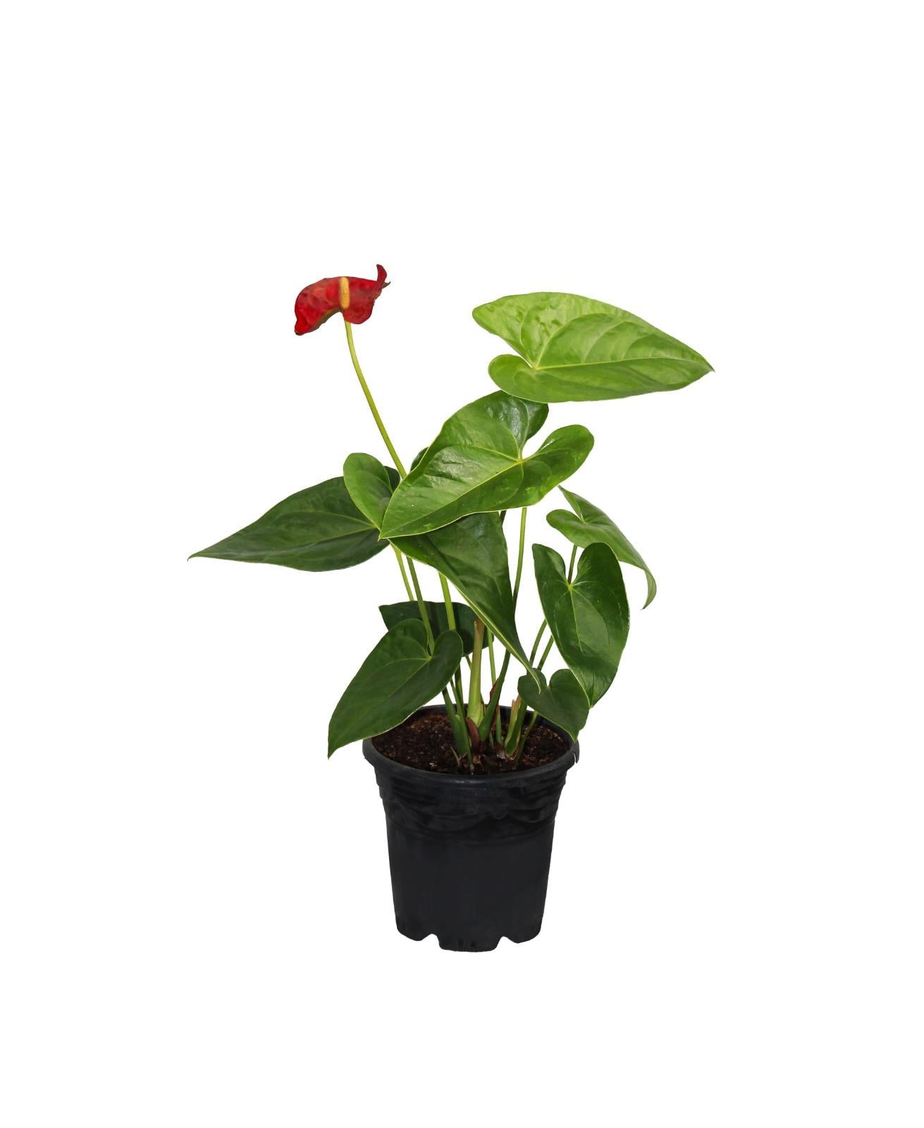 Anthurium scherzerianum-Flamingo Çiçeği 40-60