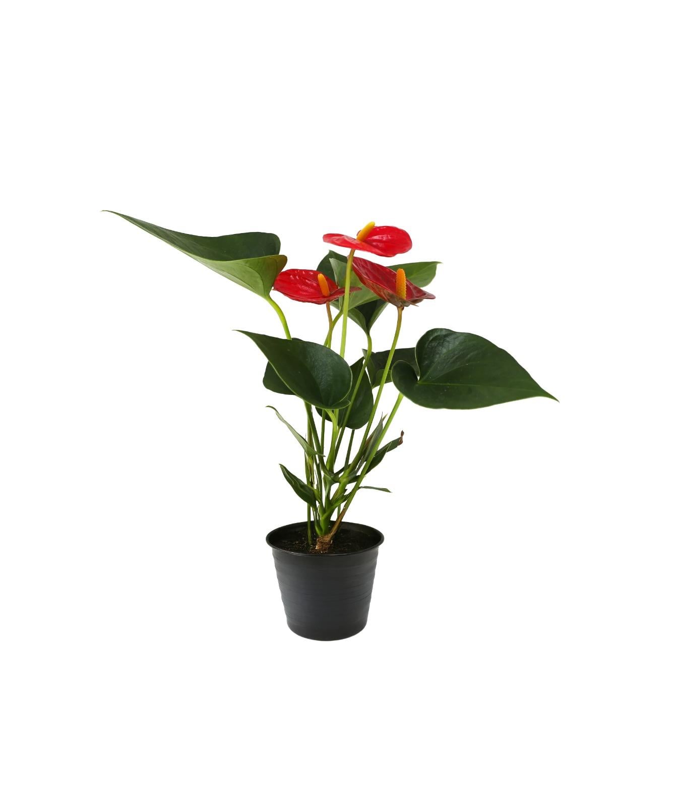 Anthurium scherzerianum-Flamingo Çiçeği 40-60