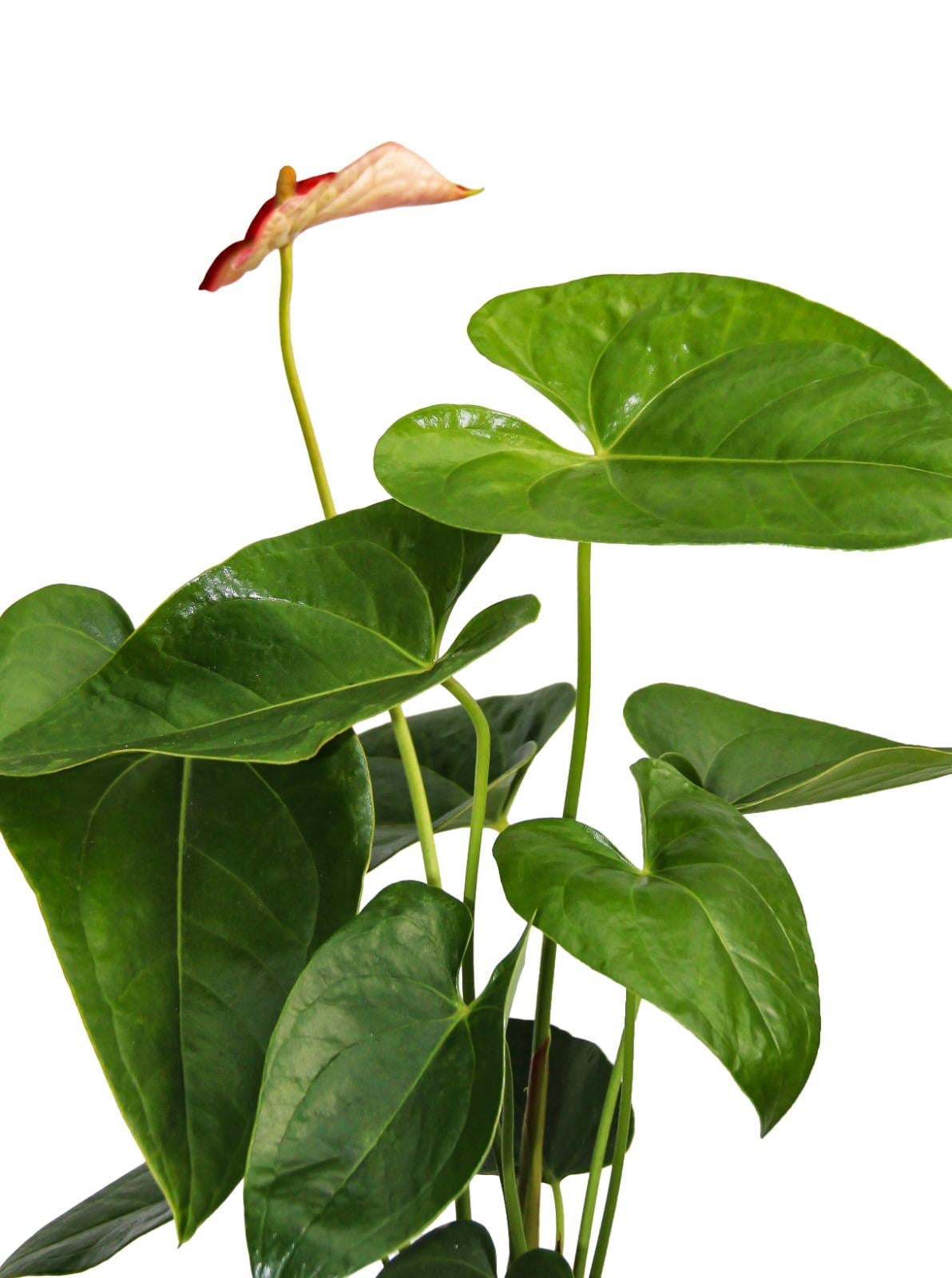 Anthurium scherzerianum-Flamingo Çiçeği 40-60