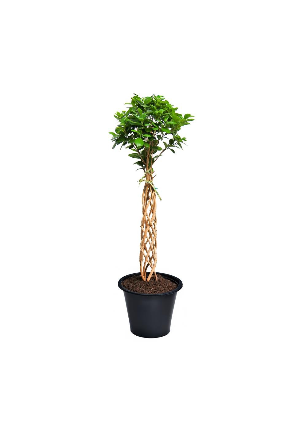 Benjamin (Ficus Benjamin Danielle) Örgülü Kafes 80-100 cm