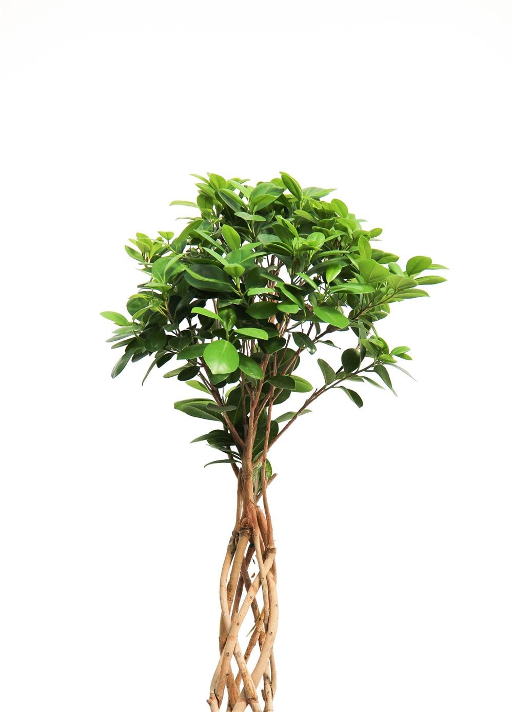 Benjamin (Ficus Benjamin Danielle) Örgülü Kafes 80-100 cm