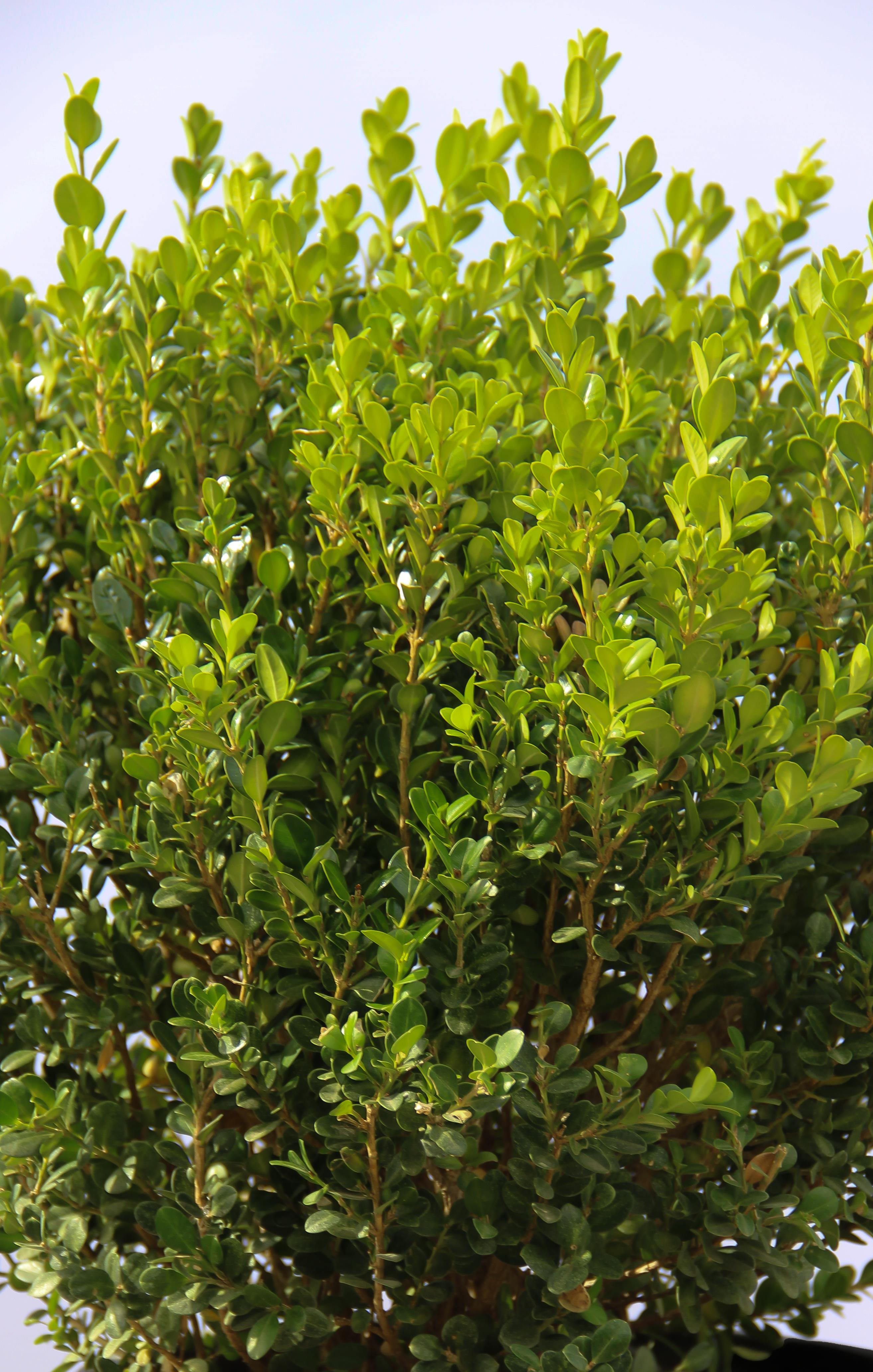 Buxus Palla/Top Şimşir
