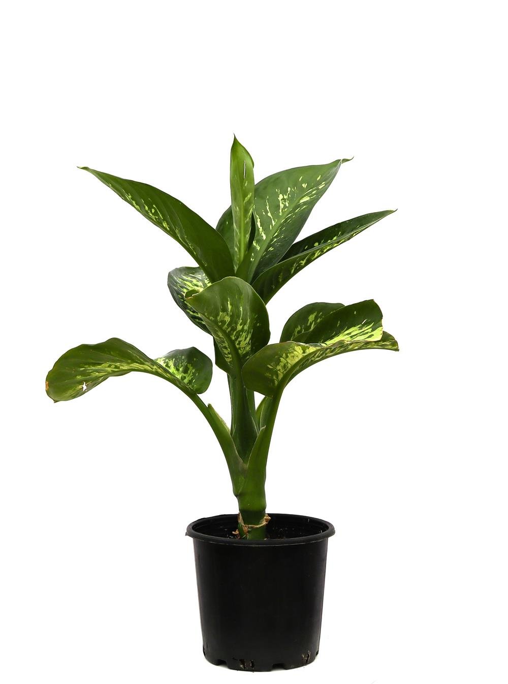 Difenbahya (Ağlayan Çiçek-Dieffenbachia Tropik) 40-60 cm