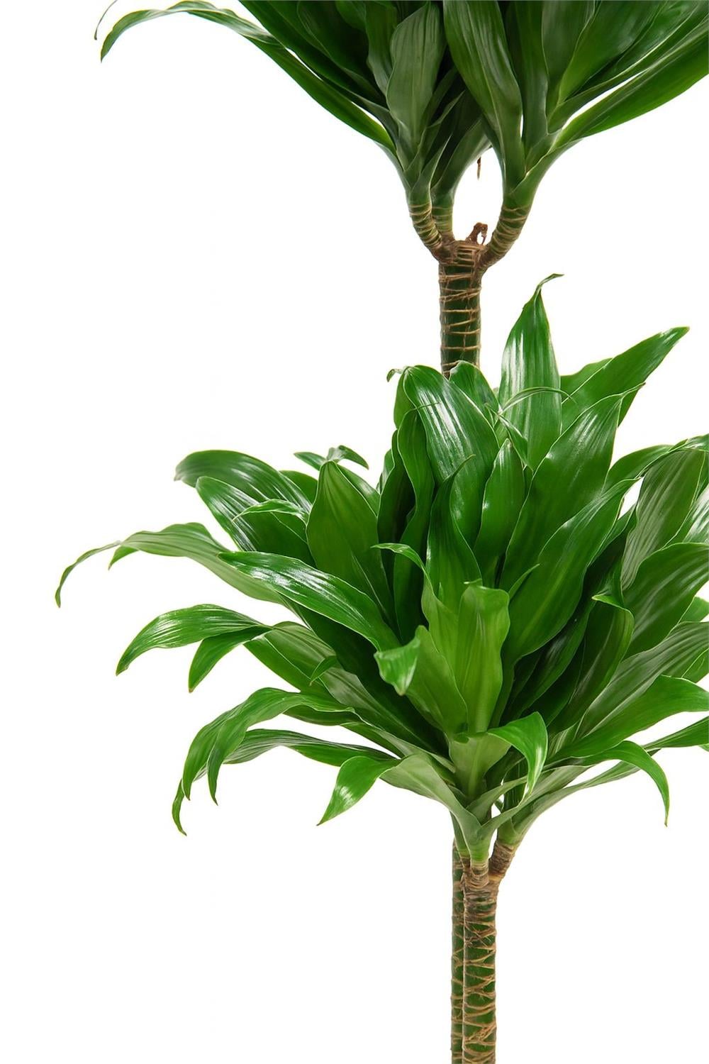 Dracaena compacta Tek Gövdeli (Drasena) 40-60cm
