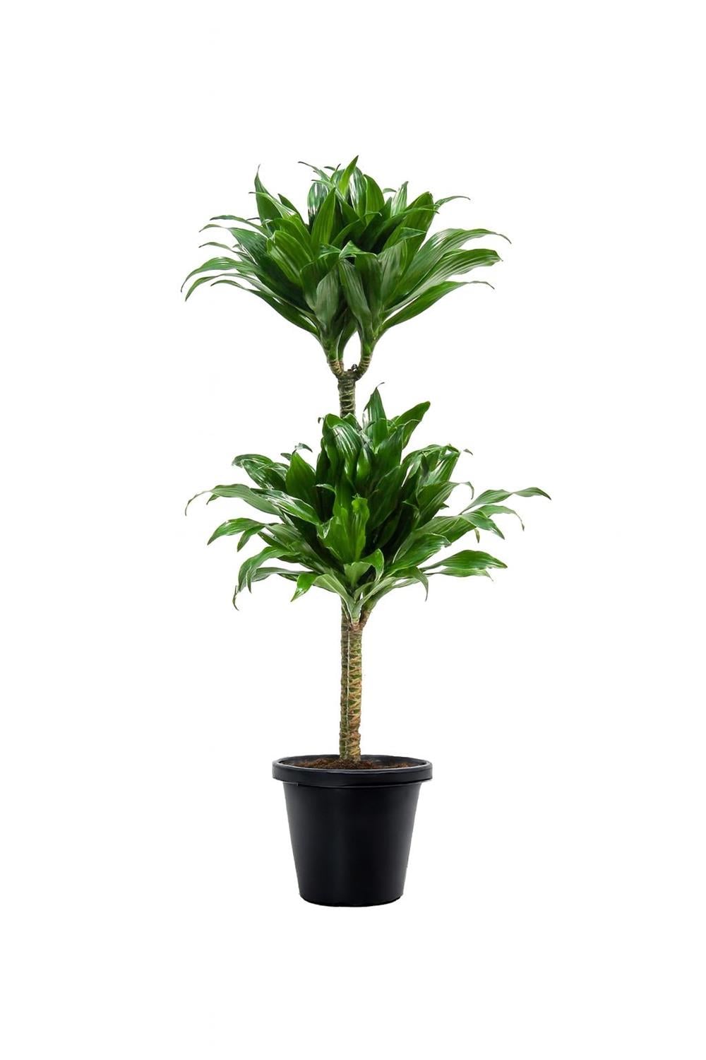 Dracaena compacta Tek Gövdeli (Drasena) 40-60cm