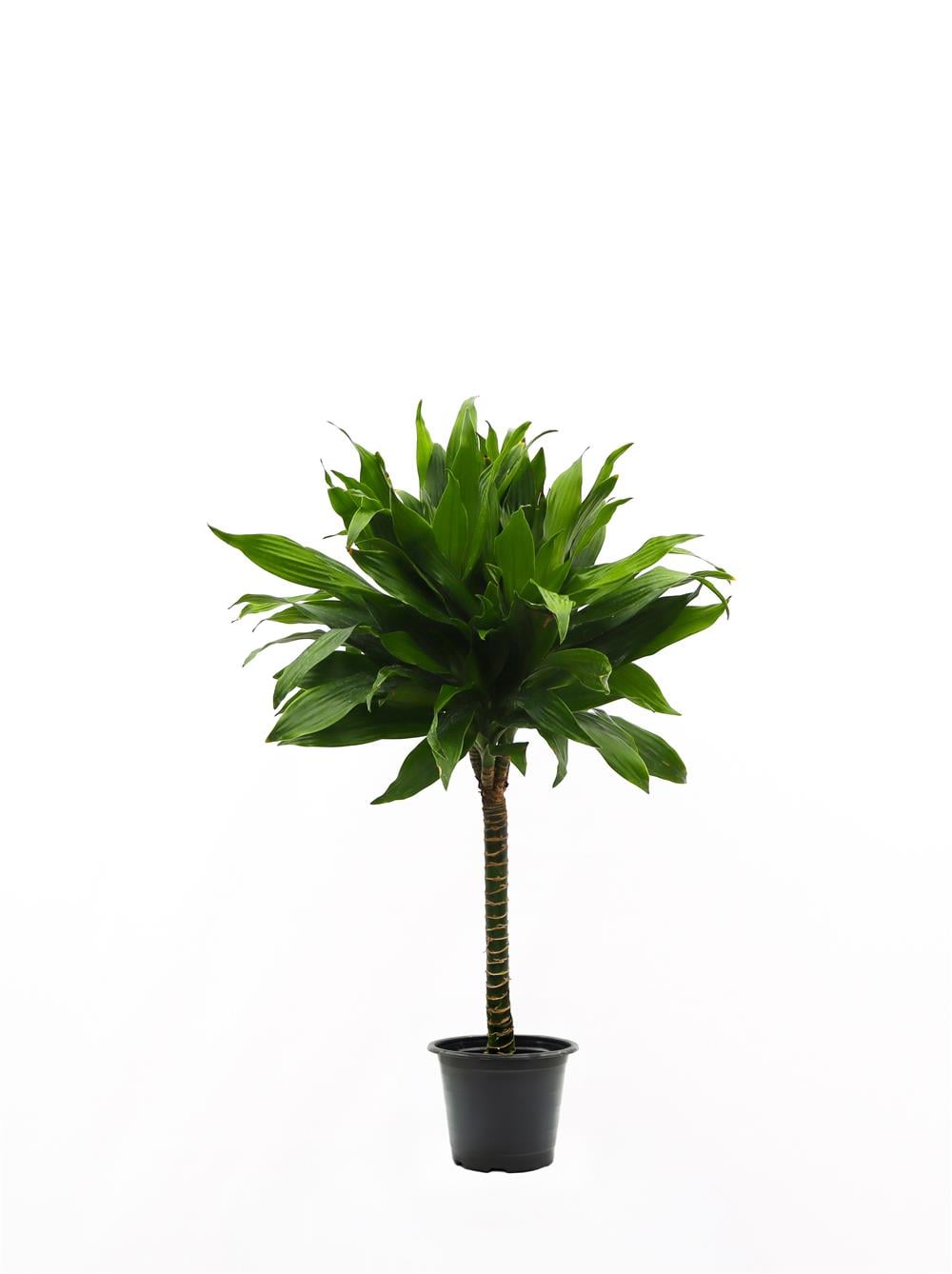 Dracaena compacta Tek Gövdeli (Drasena) 40-60cm
