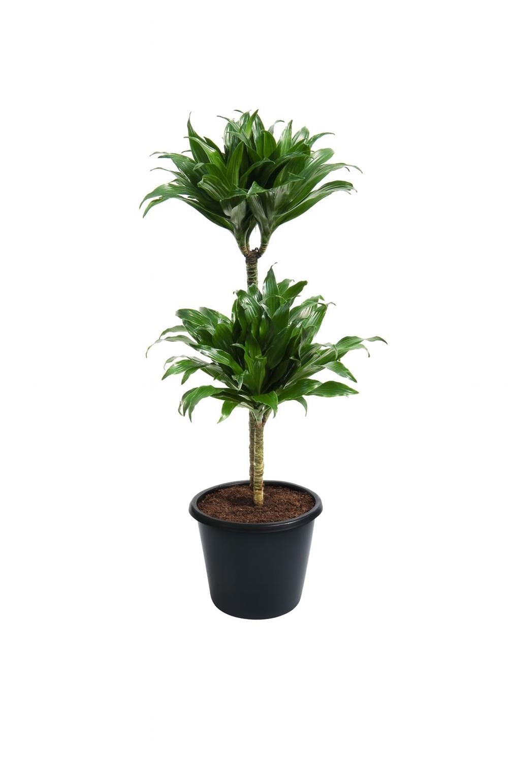 Dracaena compacta Tek Gövdeli (Drasena) 40-60cm
